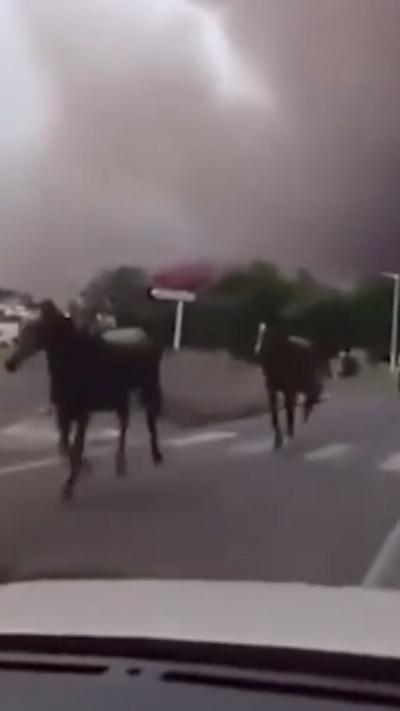 Horses are filmed galloping through a street in the French town of Biscarrosse as wildfires near