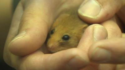 Dormouse