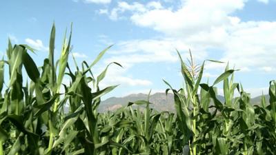 Maize field