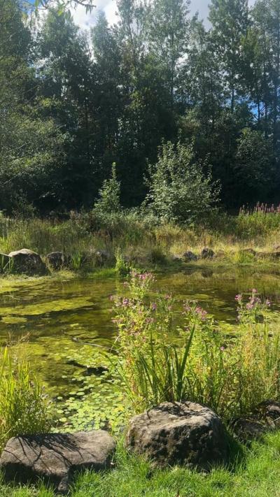 Two rocks overlooking a pond with green algae and green trees in the background