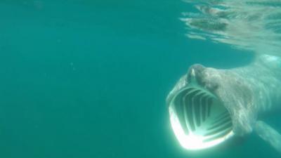 Basking Shark