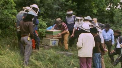Group of people in protective clothing watching a beekeeper at work. 