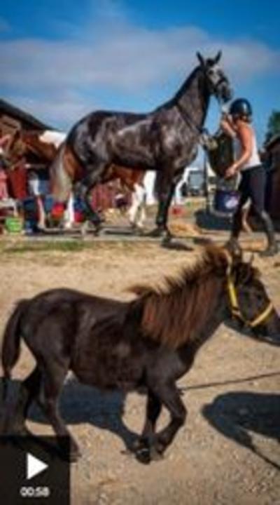 A tine shetland pony in front of a large horse. The pony is dark brown and is wearing a yellow headcollar. The horse is slightly out of focus, and there is a woman in a white vest and riding hat holding onto its reins. In the background is a blue sky.