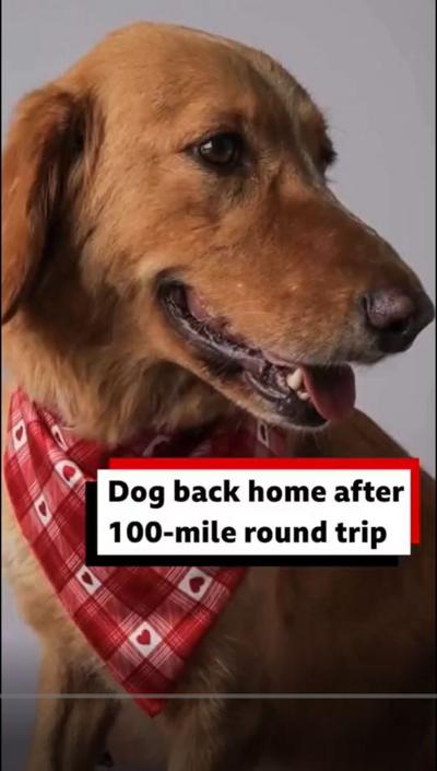 A red dog with a red neck scarf