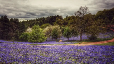 Bluebells on Clent Hills