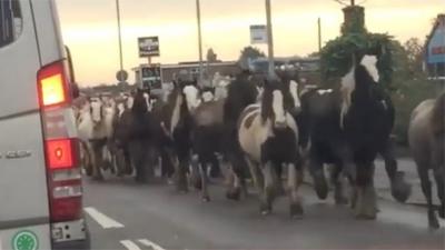 The 30 animals got out of a locked field and were spotted roaming around the streets of Norwich.