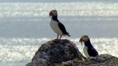 Puffins