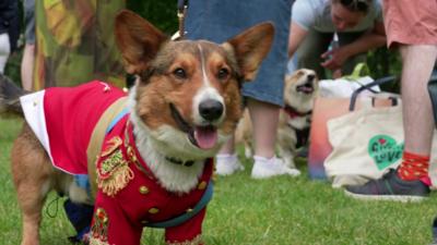 Corgi parade