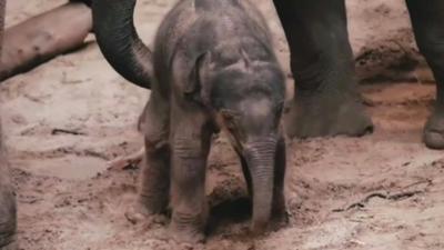 Elephant calf