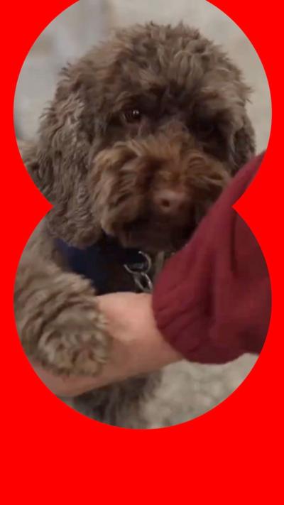 Small dog with brown fur putting its paw on someone's hand.