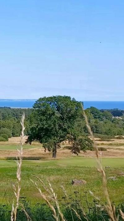 A tree on a sunny day in Scotland