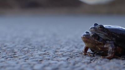 Toads mating