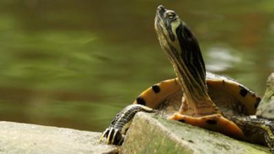 A terrapin in the park's conservatory