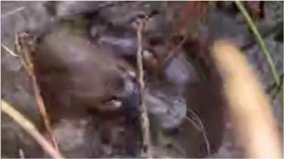 Two platypuses fight at water's edge