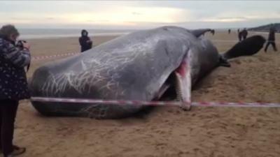 Whale on beach