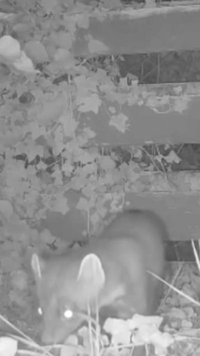 A black and white security camera footage of a pine marten.