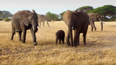 Elephants in Kenya