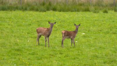 Fèidh ann an achadh ann an Siorrachd Pheairt