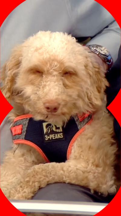 A blonde dog wearing an orange and black collar 