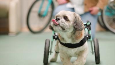 Frankie the Shih Tzu has just been fitted with some new tech
