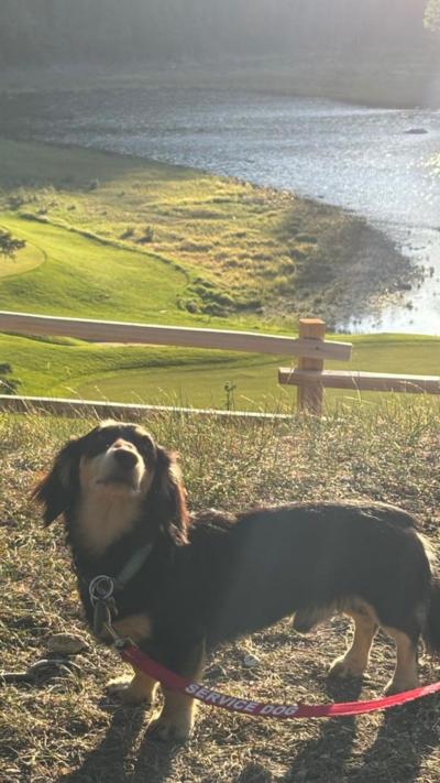 a dachshund on a leash, looking up, against a backdrop of countryside coastline