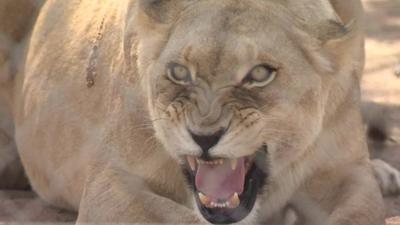 Lion behind wired fence