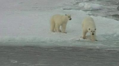 Polar bears