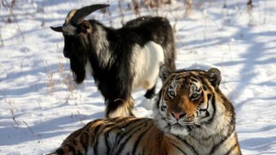 Timur the goat and Amur the tiger