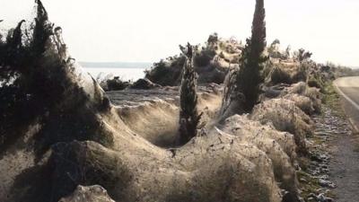 Cobwebs covering trees