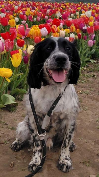 A black and white spaniel sits in front of a field of brightly coloured tulips.