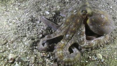 An octopus