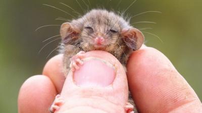 Close up of a little pygmy possum being held