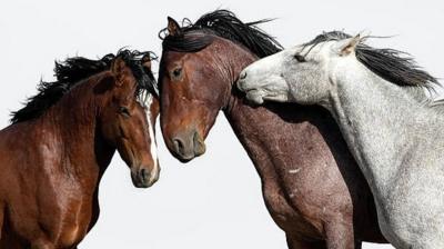 Three wild horses against a white sky backdrop