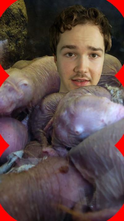 A man's head superimposed on top of an image of mole-rats