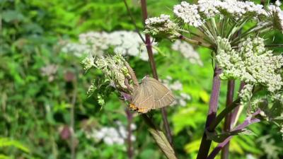 White-letter hairstreak butterfly