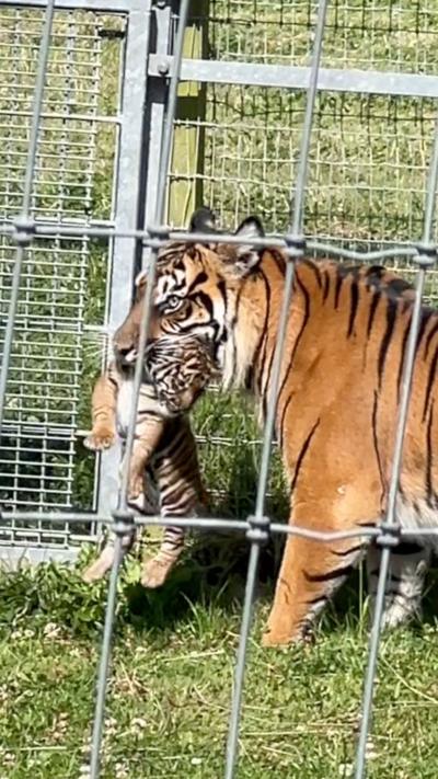 Tiger and cub