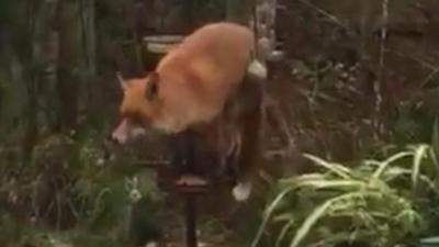 Fox on a bird table