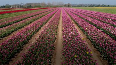 Pink tulips in a west Norfolk field