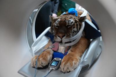 Tiger under anaesthetic goes into a CT scanner