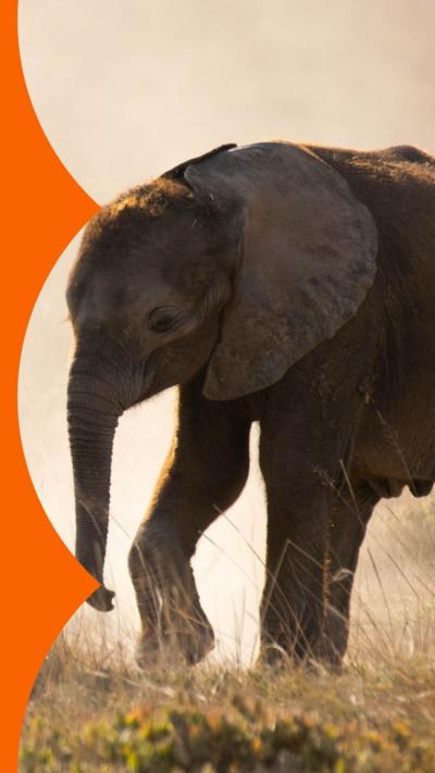 An elephant walking on dry looking grass