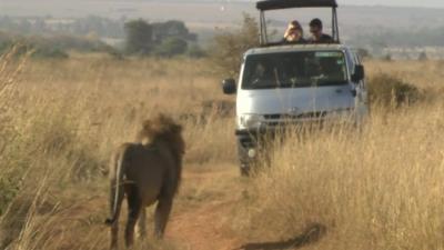 Lion in Nairobi National Park