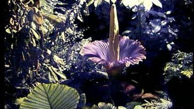 Titan arum flower