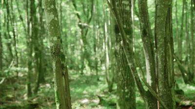 Białowieża forest