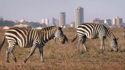 Zebra in Nairobi national park