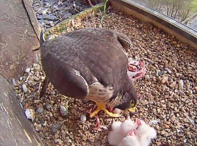 A peregrine and its chicks