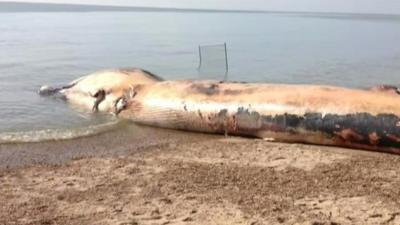 A cordon is set up to shield the public from viewing the disposal of the 30ft (9m) whale.