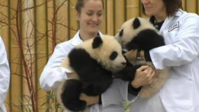 Jia Panpan and Jia Yueyue