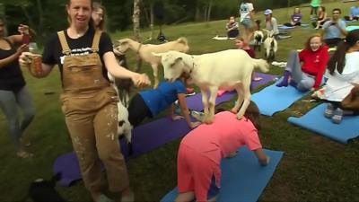 Goat yoga