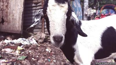 Goat in Bangladesh street