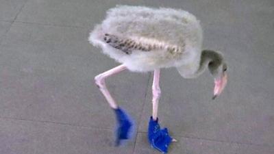 Baby flamingo wearing booties